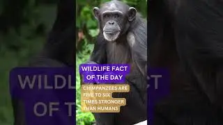 Chimp Facts