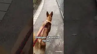 😽🐶 Джеки и Барсик #silvervlog #рекомендация #приколысживотными #собачки #кошеня #кошенята #shorts