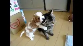 Щенок достает кота)))