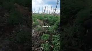 Дорогами війни , пошук загиблих 