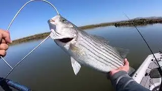 Scouting for Fall Napa River Stripers…Big Shticks!