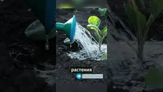 Секреты правильной посадки капусты #огород #капуста #садоводство  #урожай #грядки #дача