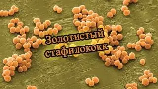 Золотистый стафилококк. Микробиолоия | Staphylococcus aureus