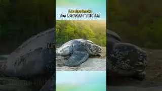 The Leatherback Sea Turtle: Majestic Giants of the Ocean