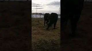 жеребцы полутяжики