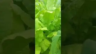 Скоро Жатва...