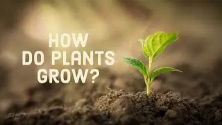 How do Plants grow?|Science for Kids|Inspired by Science