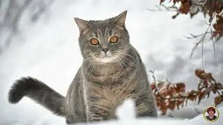 ЗИМНЯЯ ЛЕСНАЯ СКАЗКА