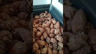 собираю шишки. главное чтобы в полицию не забрали
