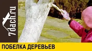 Осенняя и весенняя побелка деревьев - 7 дач