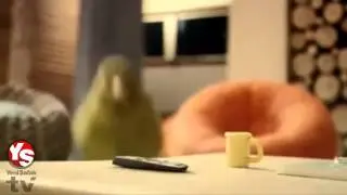 Kuş yuvasının içi nasıl olur