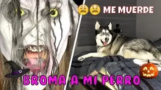 BROMA DE HALLOWEEN SALE MAL / Danyhusk