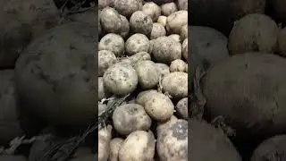 Картошка молодая.Цена.Магазин АТБ#картошка#атб#цена