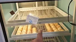 Incubator for 400 eggs. Laying eggs, incubation mode.
