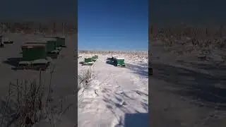 Пора ставить пчелосемьи в зимовник. 19.11.22г.