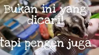 Demi Nyari Dia, Mau Diajak Jalan Kepanasan | Pasar Karimata Semarang