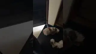 #dog #goldenretriever #doglover #cute #cute