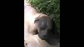 Tank in the mud