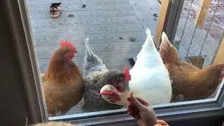 Chickens Love Peanuts