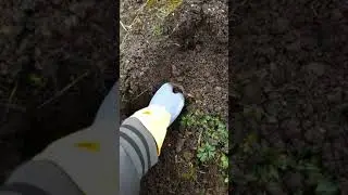 Конструкция электро  кротоловки.