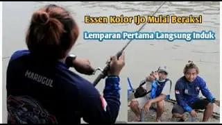 ESSEN TERBARU MERONG || SI KOLOR IJO DARI MARUGUL...!!!