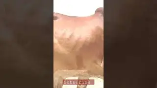 Heavy Wehra Qurbani 2022 