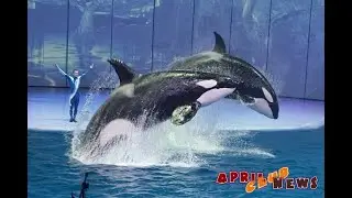 Премьера шоу 