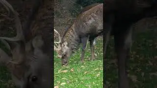 Saw a beautiful deer  2021