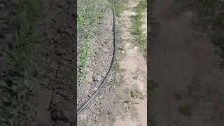 Капельний полив з єврокуба