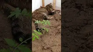 🌿🍅помогатор🤗