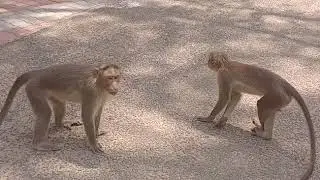 குரங்கு சண்டை ஐ பார்த்ததுண்டா  Monkey fight