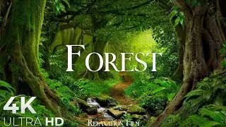 Africa Wildlife In 4K - Animals That Call The Jungle Home | Africa Rainforest | Relaxation Film