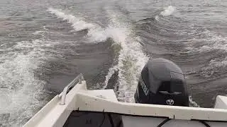 picton kingfisher 18