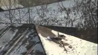 Crow on roof is tubing in the snow...