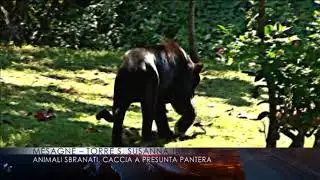 ANIMALI SBRANATI CACCIA A PANTERA 19 02 2018