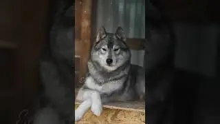 Хаска🤍🖤