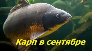 КАК ЛОВИТЬ КАРПА в СЕНТЯБРЕ? НАЖИВКИ и СНАСТИ для ЛОВЛИ КАРПА ОСЕНЬЮ. МЕСТА и ВРЕМЯ для РЫБАЛКИ