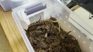 Coral Cobra and Rhino Viper Unbox