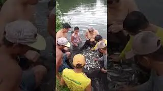 Fishing harvest #fishing #amazingfishing #amazing #fish #adventure #angler #filipinler #bangus