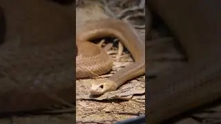 I SERPENTI PIÙ VELENOSI AL MONDO 🐉