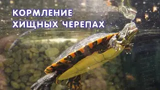 Кормление хищных черепах