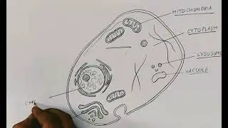 Eukaryotic Cell digram