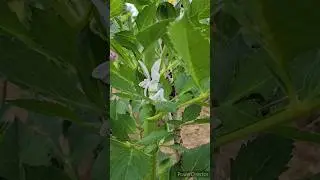 Цветочная ФЕЯ в моем саду