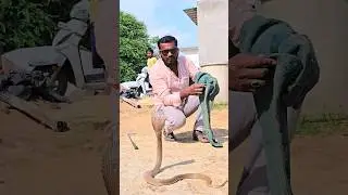 #Indian #spectacled venomous cobra snake rescue