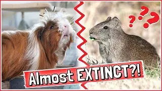 The Rarest Guinea Pig in the World!