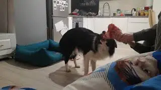 Mały Border Collie je kość.