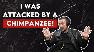 I Was Attacked By a Chimpanzee!
