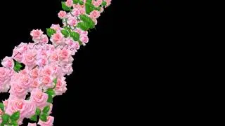 Футаж-переход розы
