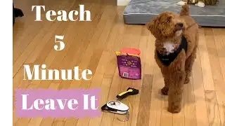Teach Your Dog To Leave Items In 5 Minutes  With This Simple Exercise