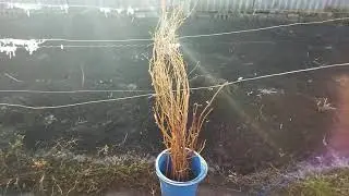 Продам виноградную лозу